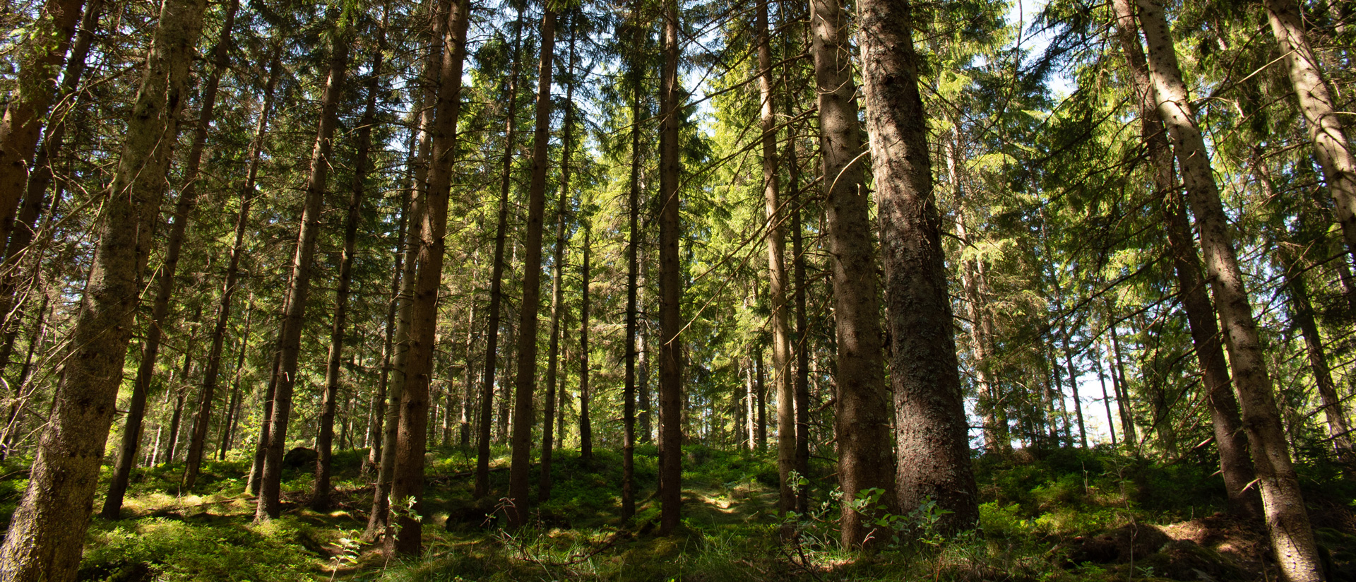 Peer-Span Wald